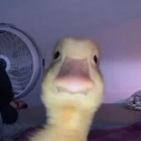 eltilinpato