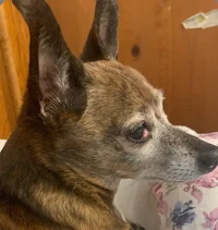 Radar_Dog
