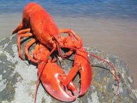 nearby lobster