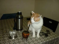 Gato tomando mate