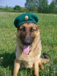 Мухтар пограничник