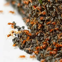 Fire ant colony