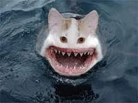 Shark Cat