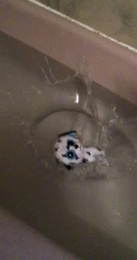Beanie boo in Water 