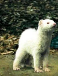 Draco Malfoy ferret 