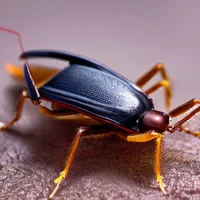 Cockroach