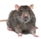 rat