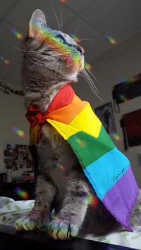 Pride cat 