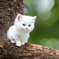Your-a-kitten