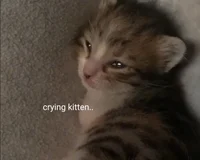 Crying kitten