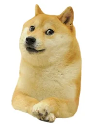 Doge