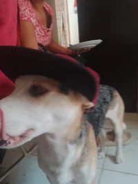 Manchas