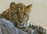 Wild Leopard