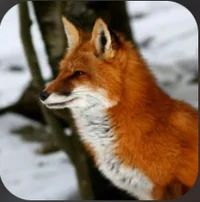 fox