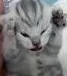 Dramatic kitten