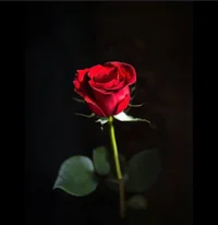 Rosie