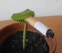 Smoking plant