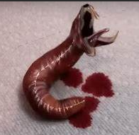 Meat snake