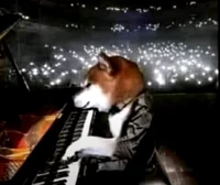 piano dog