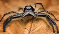 Giant Jumping Spider