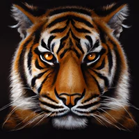 Tigar
