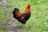 Chickerdoodle