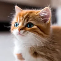 A-kitten-mind