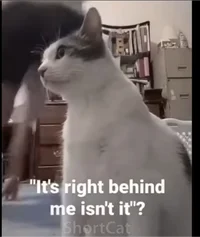 Question cat