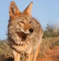 Coyote Pack
