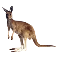 watchsomeaustralia54