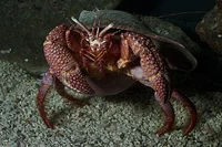 Giant Hermit Crab
