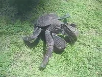 Coconut Crab