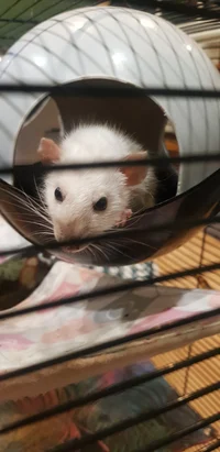 Pet rats