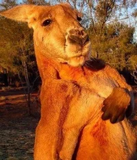 Roger the kangaroo