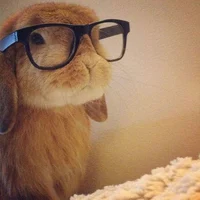Professor bunny