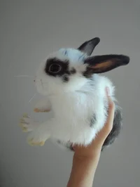 Latka