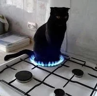 Stove cat