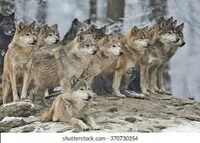 Little Reds Wolves