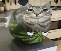 Watermelon cat