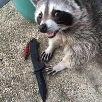 Vii