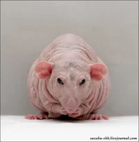 Bald rat