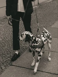 BL - Dog Dad