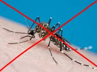 Anti-mosquito