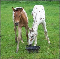 Two Appaloosa Foals