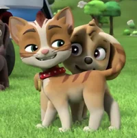 Wildcat from paw pat