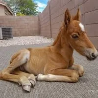 Abandoned foal