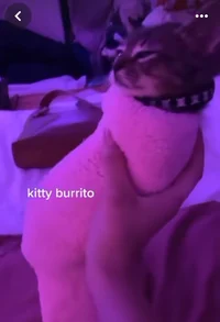 Kitty burrito