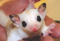 Sugar glider 