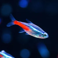 neon tetras