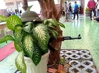 Vietnam Talking Tree